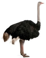 Ostrich