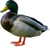 Duck
