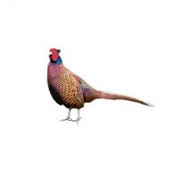 Pheasant