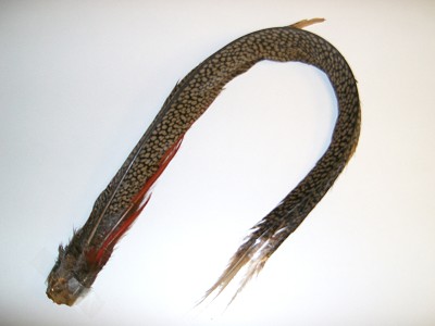 VENIARD Golden Pheasant complete tail