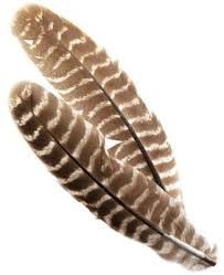 NATURE SPIRIT OZARK BARRED TURKEY QUILLS SELECT