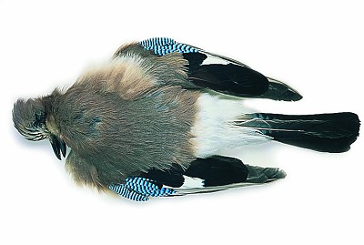 cookshill Blue Jay Full Skin