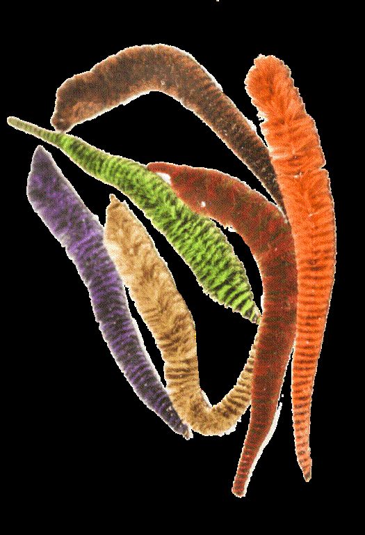 WHALESBACK ORIGINAL MAGNUM  VARIEGATED DRAGON  TAILS