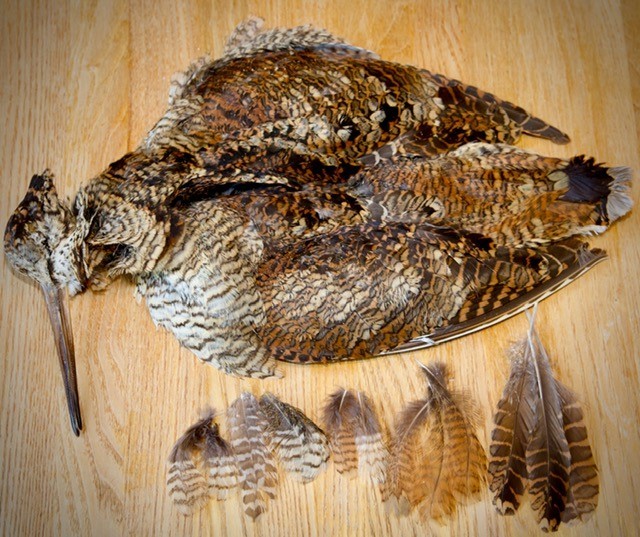  Woodcock whole skin