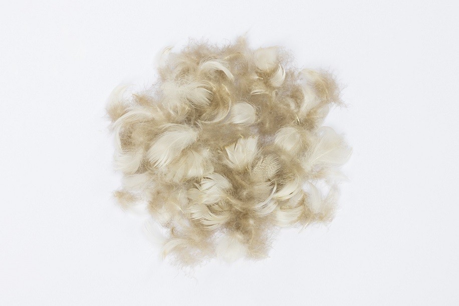 VENIARD WIGEON BODY PLUMMAGE