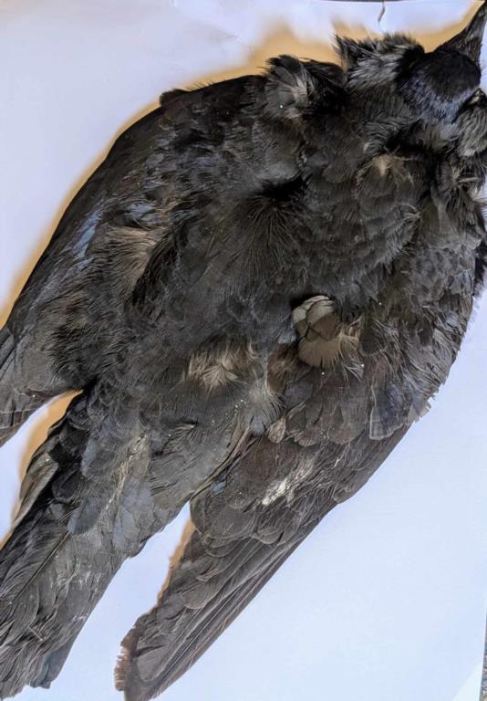  Jackdaw whole skin