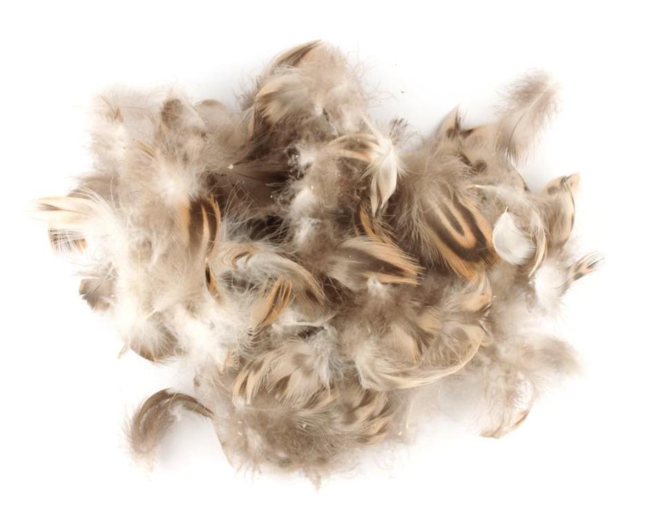 VENIARD Mallard Duck Hen Breast Natural