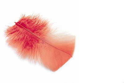 VENIARD Ibis (substitute)