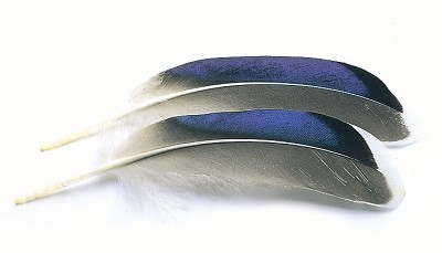 VENIARD Mallard Duck Wing Quills Blue White Tip (Butcher Blues)