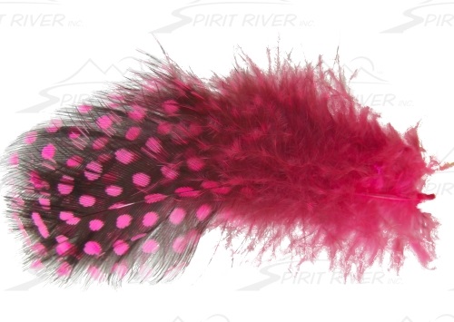 SPIRIT RIVER UV2 Large Eyed Guinea