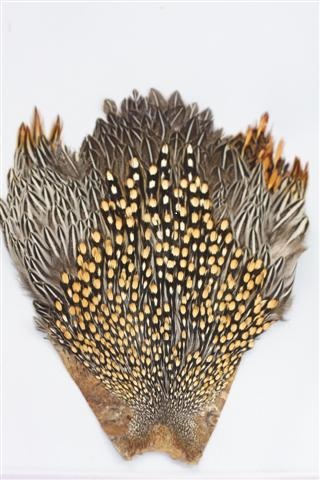 Whalesback JUNGLE COCK nails