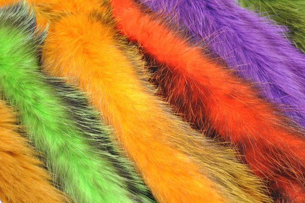 Future fly - American Opossum