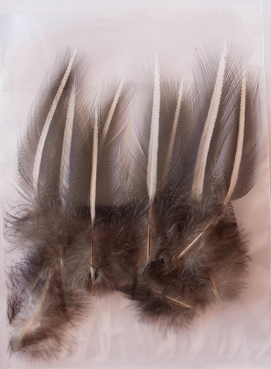 Vulterine feathers/skins