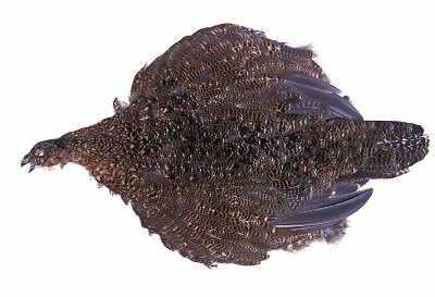 cookshill Grouse Complete Body Skin