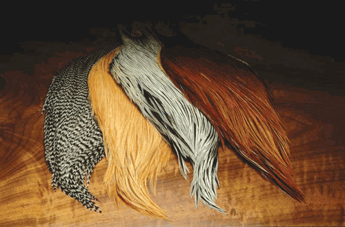 Metz  cock Neck grade 2