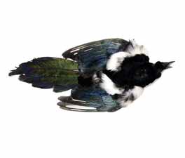 COOKSHILL MAGPIE FULL SKIN