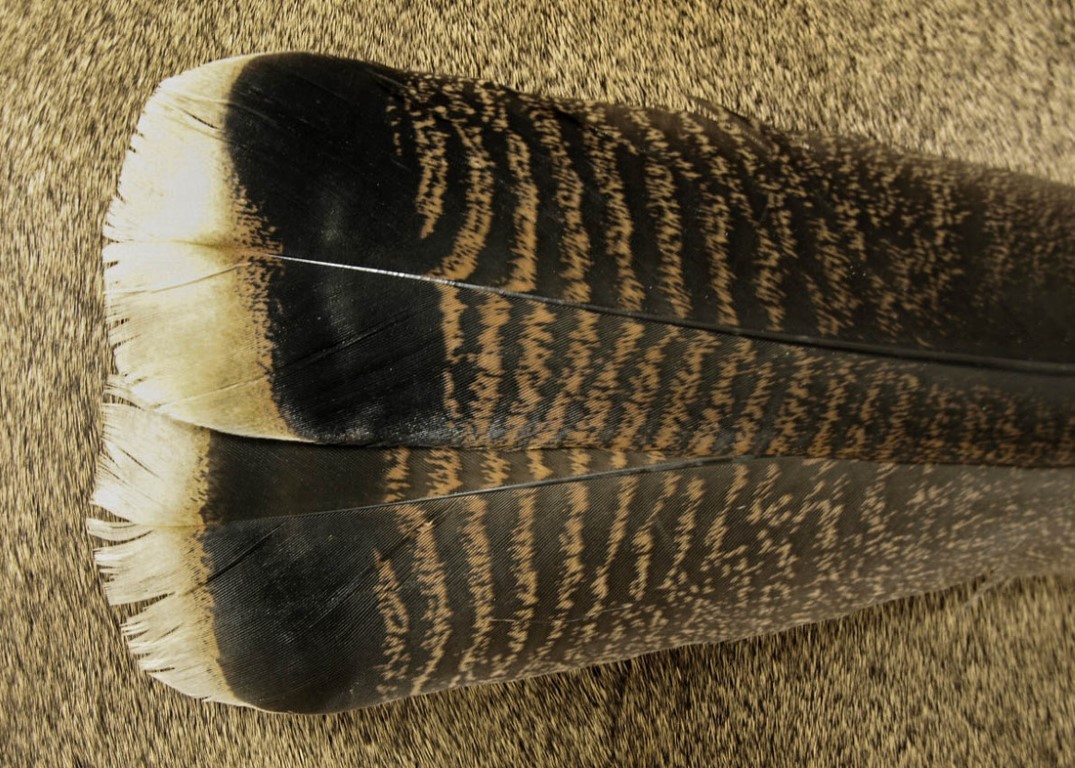 WAPSI White Tipped Mottled Turkey Tail