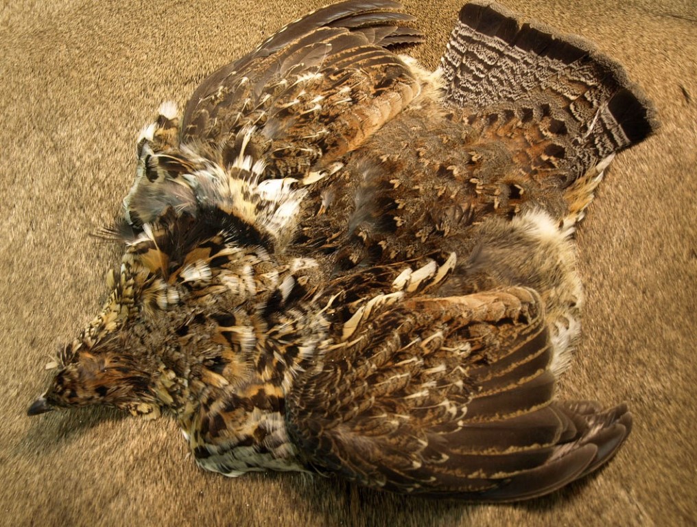 NATURES SPIRIT RUFFED GROUSE SKIN