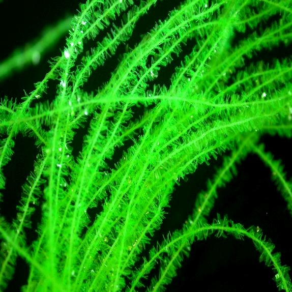 FLYBOX GEL CORE MICRO BODY