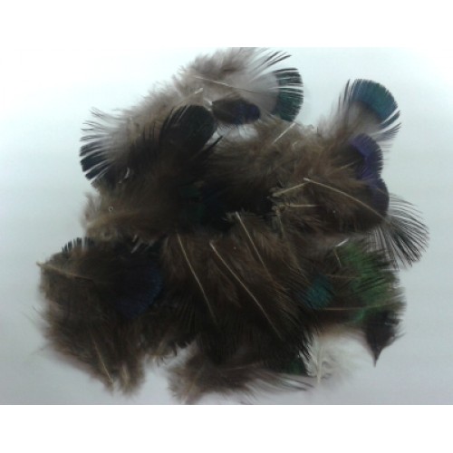 VENIARD COCK PHEASANT NECK FEATHERS