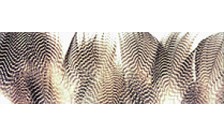 WAPSI Teal Barred Flank