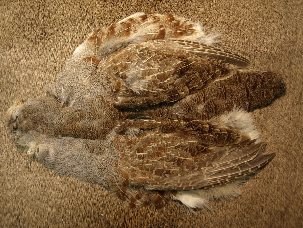 WAPSI HUNGARIAN Partridge Skins