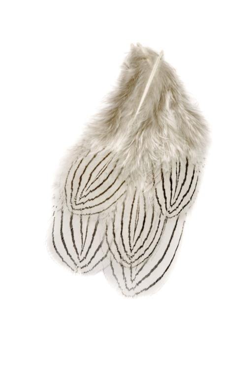 VENIARD Silver Pheasant body feathers