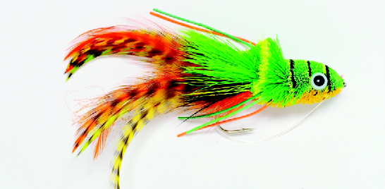 Swimming Frog Orange Belly SIZE 2 (J1K)