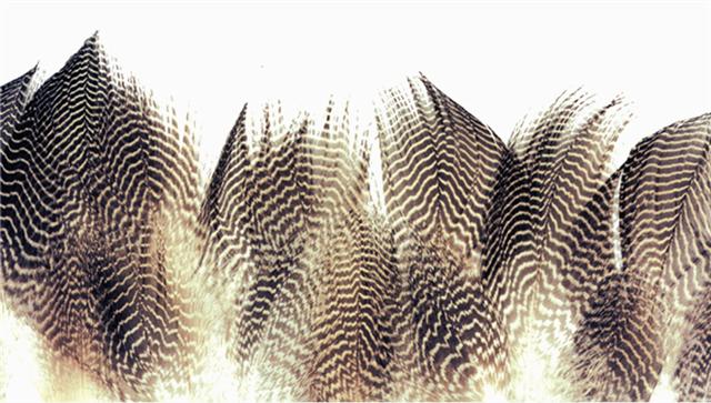 WAPSI Gadwall Barred Flank 12 Hand Picked