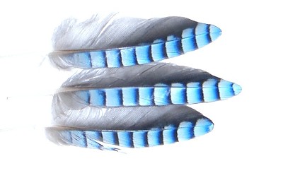 VENIARD Blue Jay Hackles