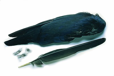 VENIARD Crow Wings