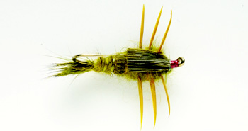 Creeping Stone Olive 