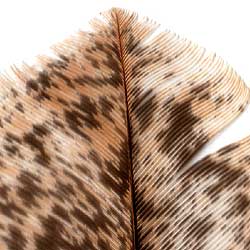 veniard Mottled Turkey Quills Natural 