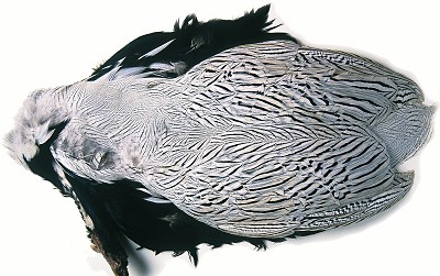 NATURE SPIRIT Silver Pheasant Full Body Skin No1