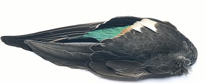 VENIARD Teal Duck whole wings